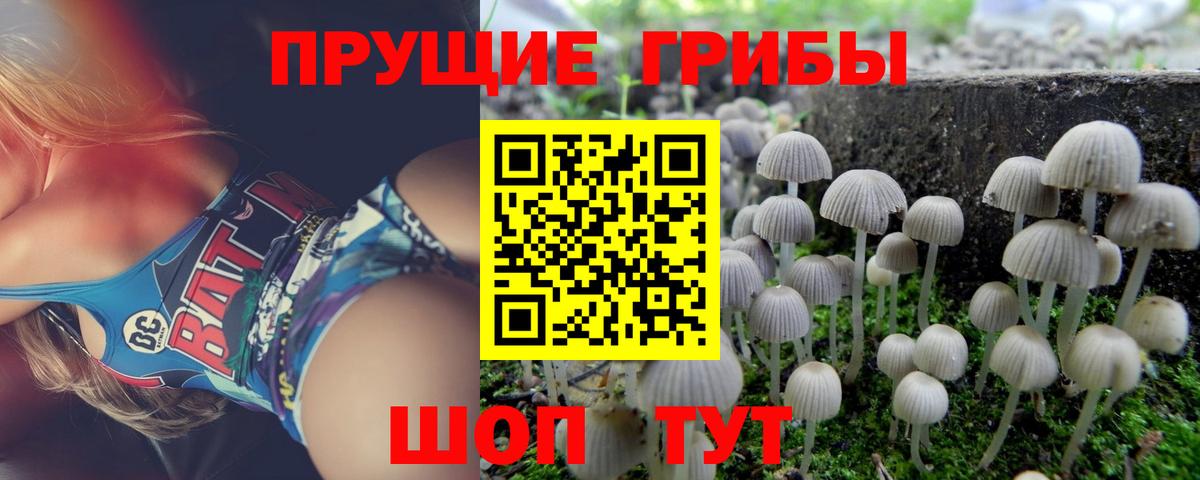 Жигулёвск  Псилоцибиновые грибы прущие грибы  Вход с VPN 